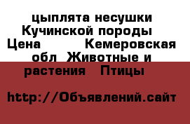 цыплята несушки Кучинской породы › Цена ­ 150 - Кемеровская обл. Животные и растения » Птицы   
